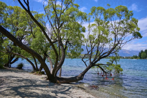Overhanging trees by the lake with clear water and summer sky, Queenstown, Queenstown-Lakes District, Otago, South Island, New Zealand