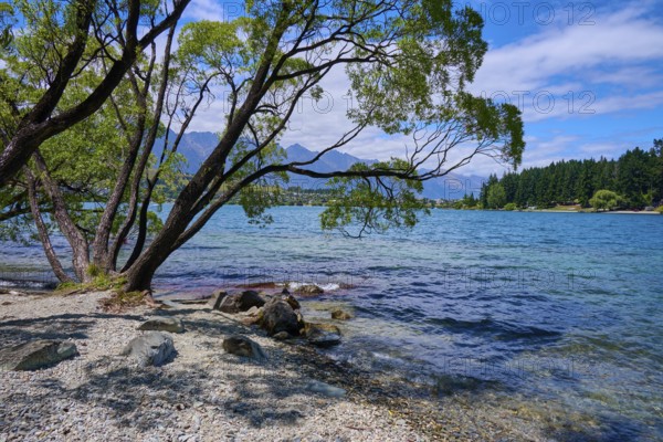 Trees by the lake with views of mountains and blue sky, Queenstown, Queenstown-Lakes District, Otago, South Island, New Zealand