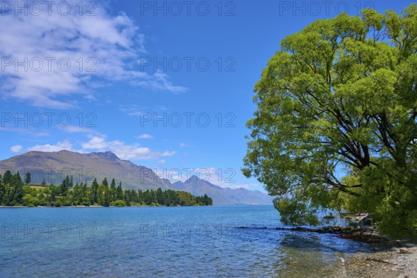 Landscape with lake, green trees and mountains under blue sky, Queenstown, Queenstown-Lakes District, Otago, South Island, New Zealand