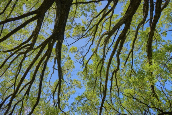 View from below of branching treetops against a blue sky, Queenstown, Queenstown-Lakes District, Otago, South Island, New Zealand