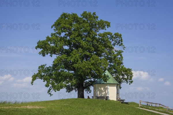 Lookout chapel with Luitpoldeiche, near Törwang, Samerberg, Chiemgau, Upper Bavaria, Bavaria, Germany