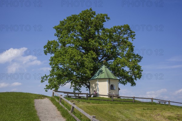Lookout chapel with Luitpoldeiche, near Törwang, Samerberg, Chiemgau, Upper Bavaria, Bavaria, Germany
