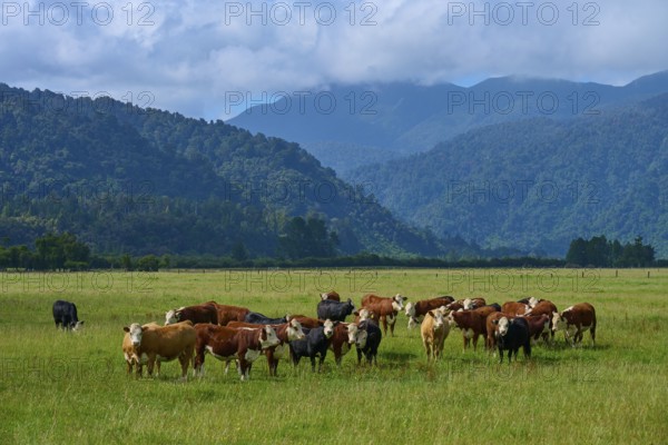 Cows on a wide green pasture with a gentle mountain backdrop and clouds in the sky, West Coast, South Island, New Zealand