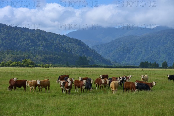 A herd of cows stands in a wide pasture, framed by mountains and a cloudy sky, West Coast, South Island, New Zealand