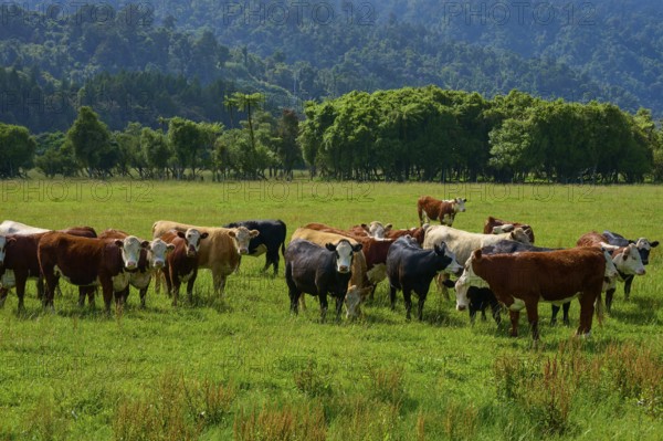 Cows grazing in a lush green meadow with mountains and forests in the background under a cloudy sky, West Coast, South Island, New Zealand