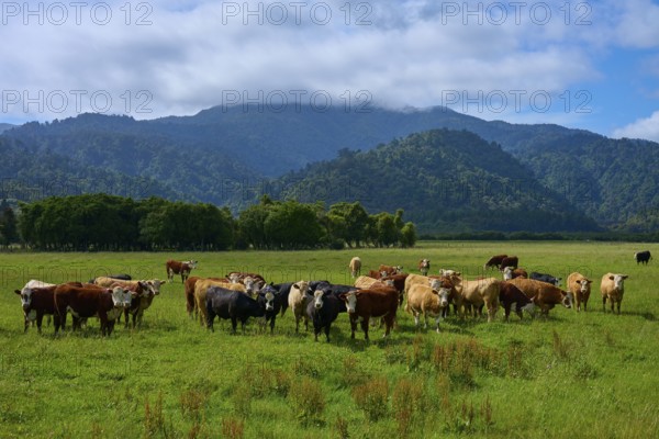 A group of cows in a wide meadow against a mountain backdrop under a cloudy sky, West Coast, South Island, New Zealand