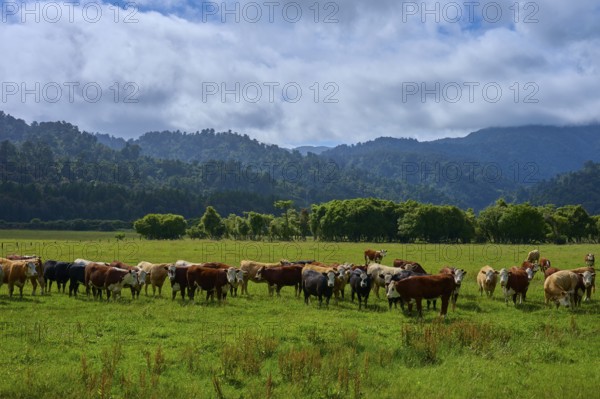 Cows standing in a lush pasture with forests and mountains in the background under a slightly cloudy sky, West Coast, South Island, New Zealand
