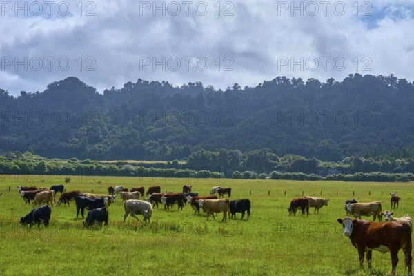 A herd of cows in a green pasture surrounded by forests and mountains under a cloudy sky, West Coast, South Island, New Zealand
