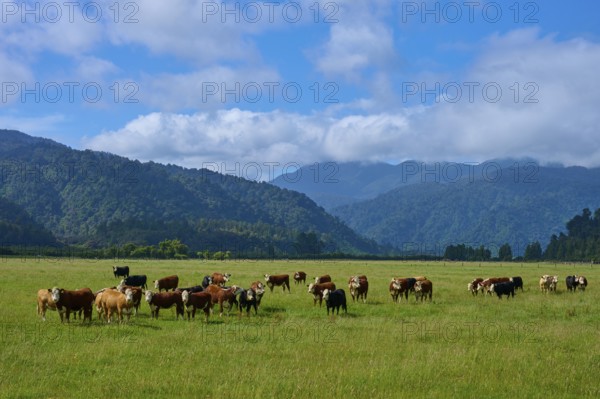 Cows grazing on a green pasture against a mountain backdrop with clouds in the sky, West Coast, South Island, New Zealand