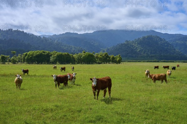 Cows standing and grazing on a wide, green meadow in front of a hilly mountain backdrop, West Coast, South Island, New Zealand