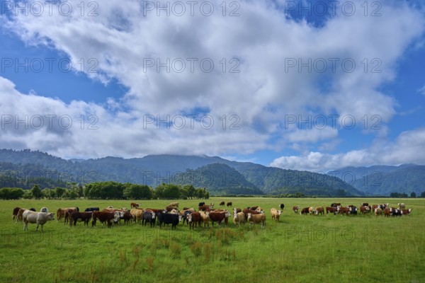 Cows grazing in a vast green pasture under a dramatic sky with clouds and mountains in the background, West Coast, South Island, New Zealand