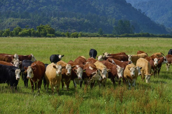 Cows grazing on lush pasture with wooded hills in the background, West Coast, South Island, New Zealand