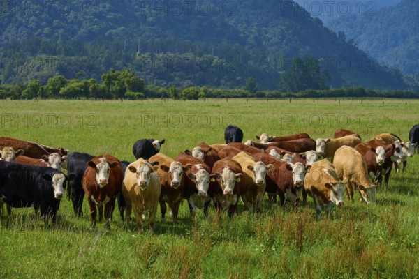 Group of cows on green pasture, in front of a wooded hill under a clear sky, West Coast, South Island, New Zealand
