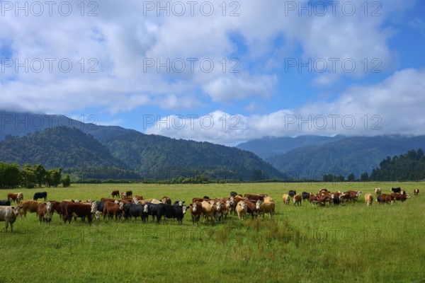 Herd of cows on green pasture surrounded by mountains under cloudy sky, West Coast, South Island, New Zealand
