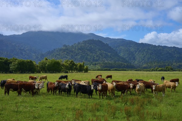 Cows grazing on a green meadow with mountain and forest backdrop under a cloudy sky, West Coast, South Island, New Zealand