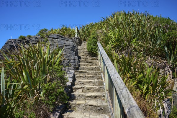 Stone steps lead through lush vegetation overlooked by a blue sky, Pancake Rocks, Westport, Greymouth, West Coast, South Island, New Zealand