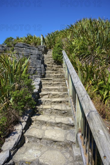 A stone staircase winds its way through green vegetation under a blue sky, Pancake Rocks, Westport, Greymouth, West Coast, South Island, New Zealand