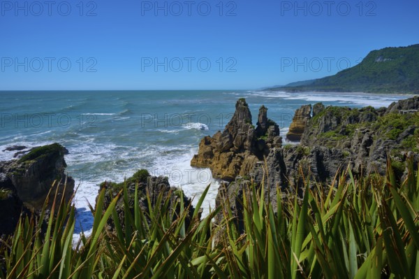 Barren cliffs and lush coastal vegetation meet the foaming sea under a clear sky, Pancake Rocks, Westport, Greymouth, West Coast, South Island, New Zealand