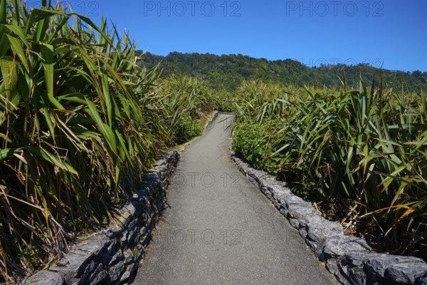 Plant-lined path leads through dense vegetation under a blue sky, Pancake Rocks, Westport, Greymouth, West Coast, South Island, New Zealand