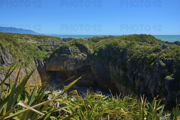 Path with bridge along the coast over green cliffs with sea view, Pancake Rocks, Westport, Greymouth, West Coast, South Island, New Zealand