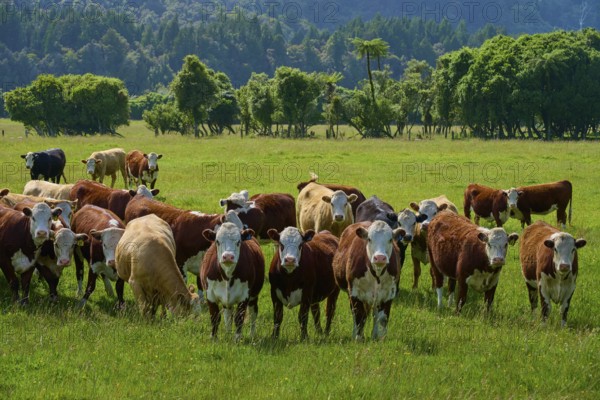 Group of cows on grassy pasture with trees and sky, West Coast, South Island, New Zealand