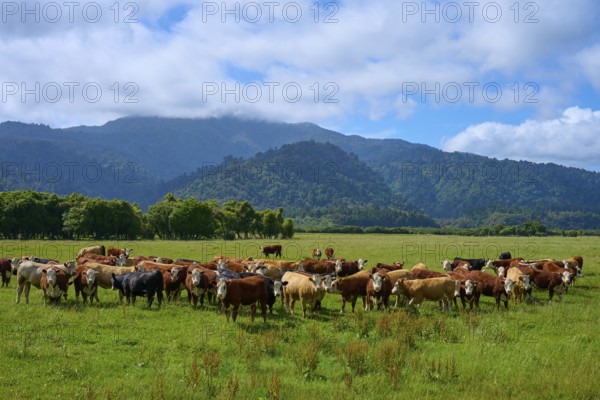 Cows gather on a pasture in front of mountains under a blue sky, West Coast, South Island, New Zealand