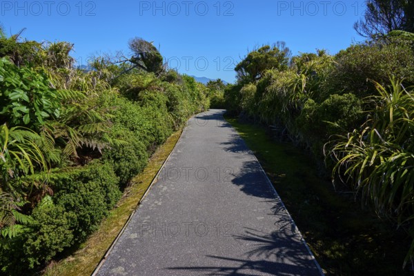 Straight path through dense green vegetation under a clear blue sky, Pancake Rocks, Westport, Greymouth, West Coast, South Island, New Zealand