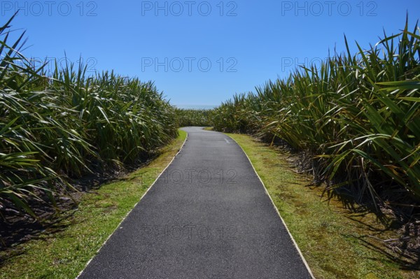Tarmac path through dense vegetation under a clear blue sky, Pancake Rocks, Westport, Greymouth, West Coast, South Island, New Zealand