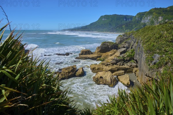 Stormy coastline with rocks and lush vegetation under a blue sky, Pancake Rocks, Westport, Greymouth, West Coast, South Island, New Zealand