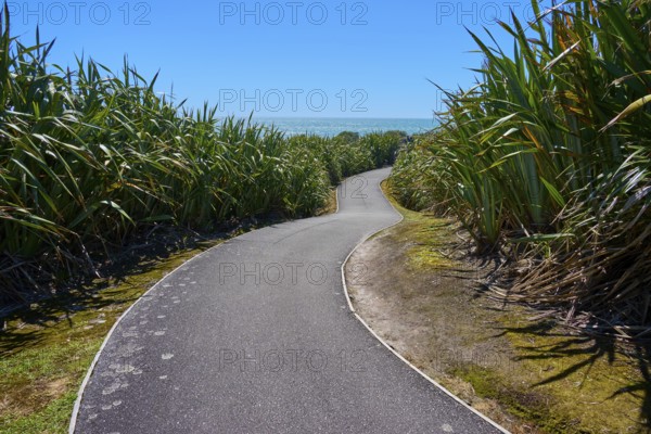A winding tarmac path meanders through dense vegetation under a blue sky, Pancake Rocks, Westport, Greymouth, West Coast, South Island, New Zealand