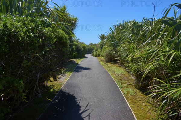 A narrow tarmac path leads through lush greenery in the sunshine under a blue sky, Pancake Rocks, Westport, Greymouth, West Coast, South Island, New Zealand