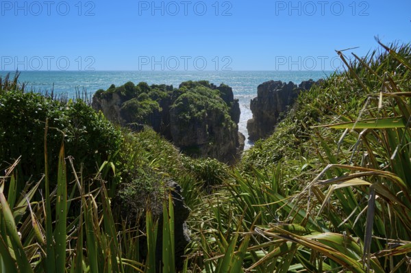 Cliffs with lush plants provide a view of the open sea and clear sky, Pancake Rocks, Westport, Greymouth, West Coast, South Island, New Zealand