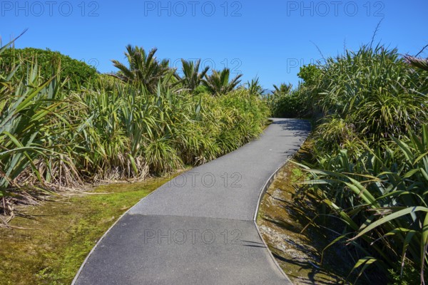 A gently curving tarmac path lined with plants leads along under a clear sky, Pancake Rocks, Westport, Greymouth, West Coast, South Island, New Zealand