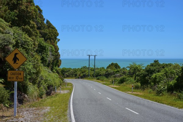 Coastal road with penguin warning sign offers a view of the blue sea, West Coast, South Island, New Zealand