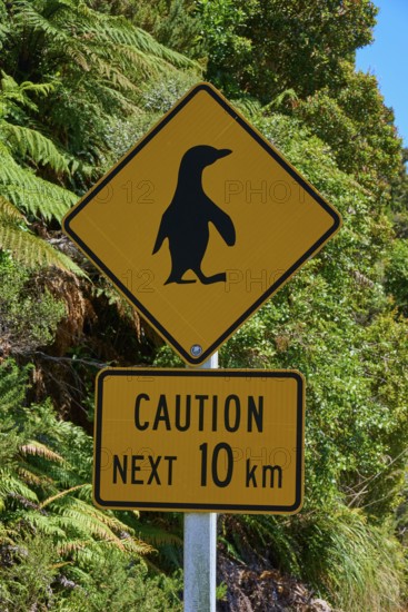 Yellow warning sign for penguins along a road with lush vegetation, West Coast, South Island, New Zealand