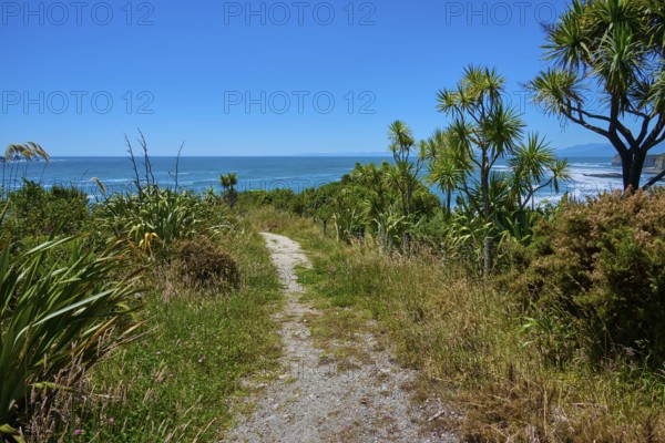 A path leads through the lush vegetation to the coast, Cape Foulwind, West Coast, South Island, New Zealand