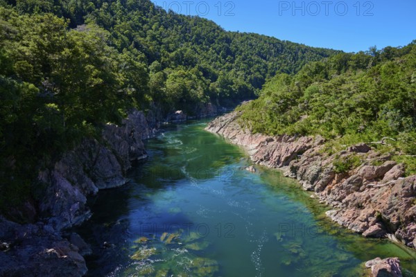 Clear river in rocky surroundings with dense forest along the gorge, Buller River, Murchison, Tasman, South Island, New Zealand