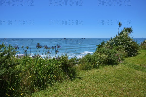 Lush vegetation with the sea in the background under a blue sky, Cape Foulwind, West Coast, South Island, New Zealand