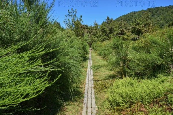 Wooden walkway between dense greenery in a forest on a sunny day, Buller Gorge Swing Bridge, Buller River, Murchison, Tasman, South Island, New Zealand