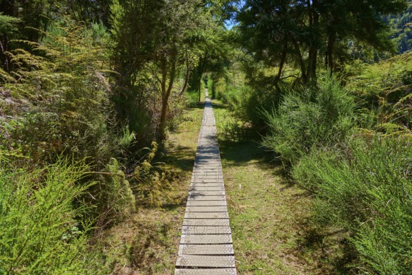 Long wooden walkway through dense green forest in sunny weather, Buller Gorge Swing Bridge, Buller River, Murchison, Tasman, South Island, New Zealand