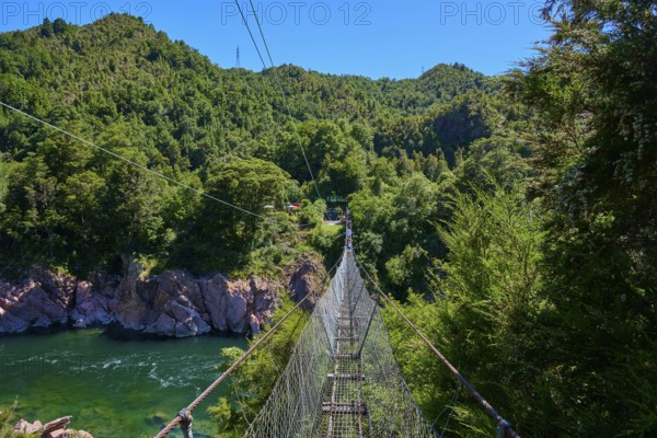 View from suspension bridge to river and dense forest, summer atmosphere, Buller Gorge Swing Bridge, Buller River, Murchison, Tasman, South Island, New Zealand