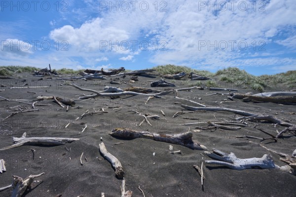 Driftwood scattered across the sandy beach under a cloudy sky, Mana Bay, Patea, Taranaki, North Island, New Zealand