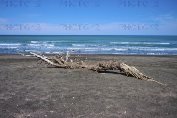 A large piece of driftwood lying across the sand by the ocean, Mana Bay, Patea, Taranaki, North Island, New Zealand