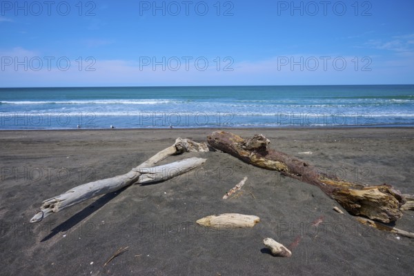 Several pieces of wood on a sand dune at the edge of the sea, Mana Bay, Patea, Taranaki, North Island, New Zealand