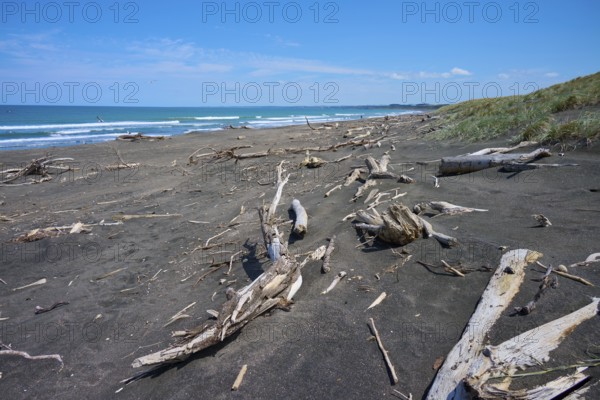 A collection of driftwood on a sandy beach overlooking the sea, Mana Bay, Patea, Taranaki, North Island, New Zealand