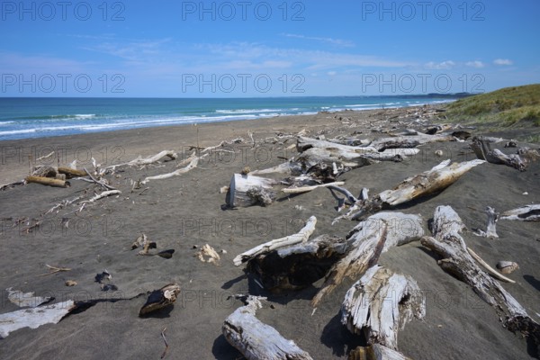 A wide beach with driftwood and a view of the calm ocean, Mana Bay, Patea, Taranaki, North Island, New Zealand