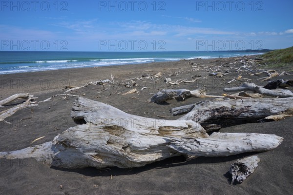 Driftwood scattered along the coastline by the sea, Mana Bay, Patea, Taranaki, North Island, New Zealand