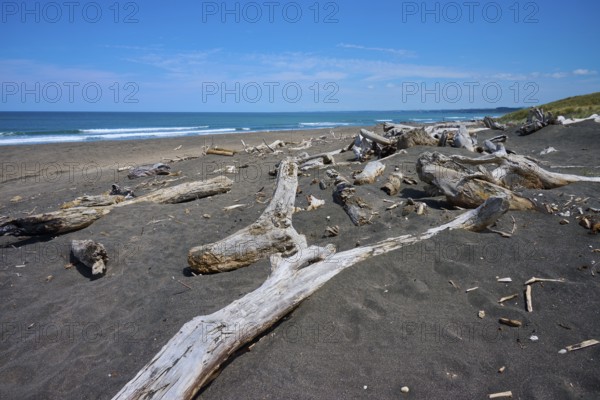 Driftwood on a lonely sandy beach under a blue sky, Mana Bay, Patea, Taranaki, North Island, New Zealand