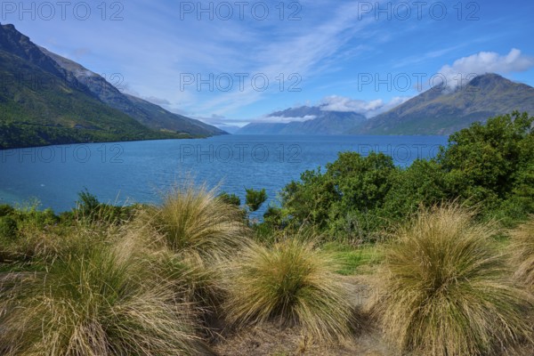 Tall grasses in the foreground with a view of a lake and surrounding mountains, Drift Bay, Lake Wakatipu, Queenstown-Lakes District, Otago, South Island, New Zealand