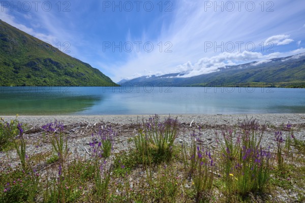 Panorama of a tranquil seascape with flowering plants, Kingston, Queenstown-Lakes District, Otago, South Island, New Zealand